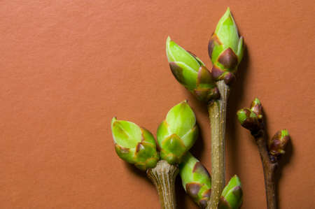 Gemmotherapie : soin par les bourgeons