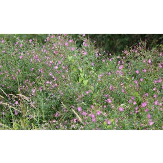 Comment utiliser l’épilobe ?