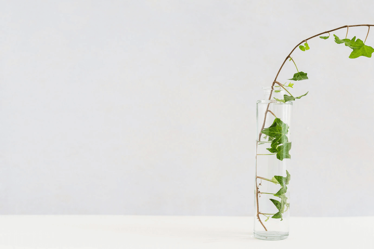 Tout savoir sur le lierre : plante nuisible ou utile ?