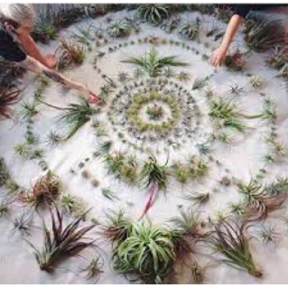 Les plantes enthéogènes : Psychotrope et chamanisme