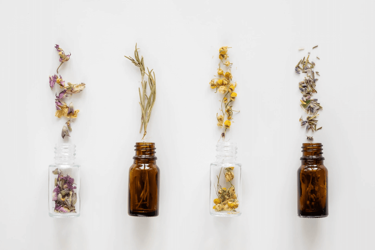 L’herboristerie : une production bio de plantes