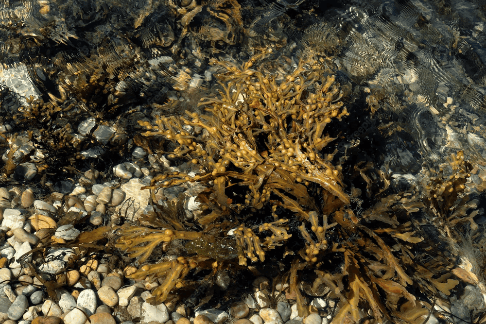 Les propriétés et bienfaits du fucus vésiculeux