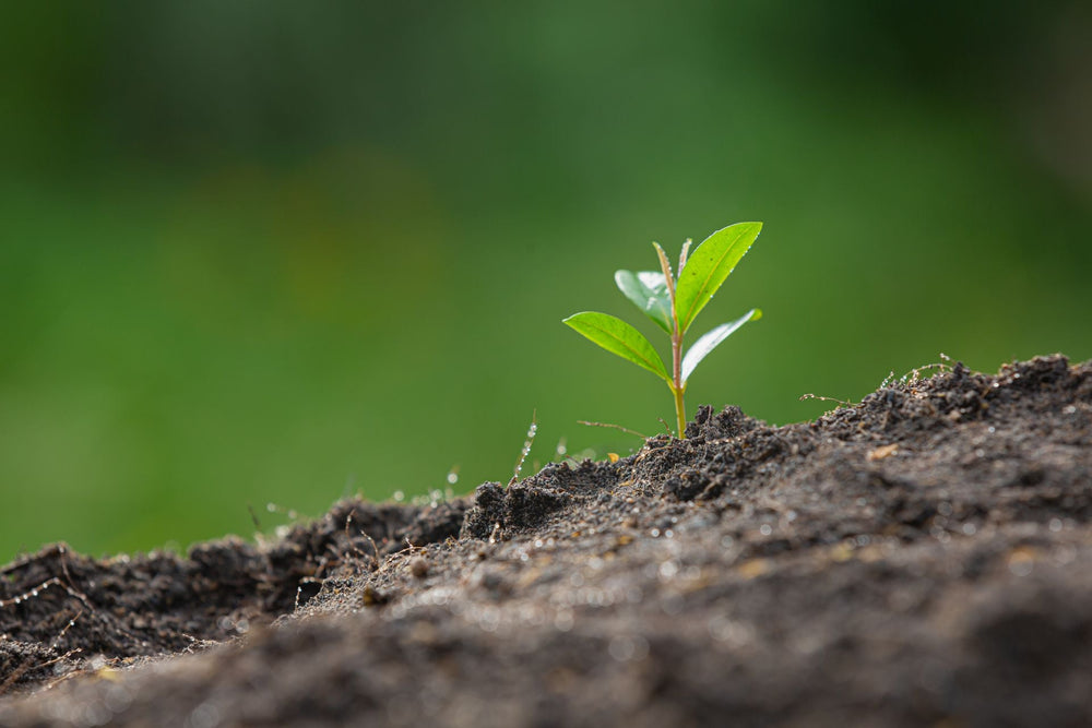 La mythologies des plantes