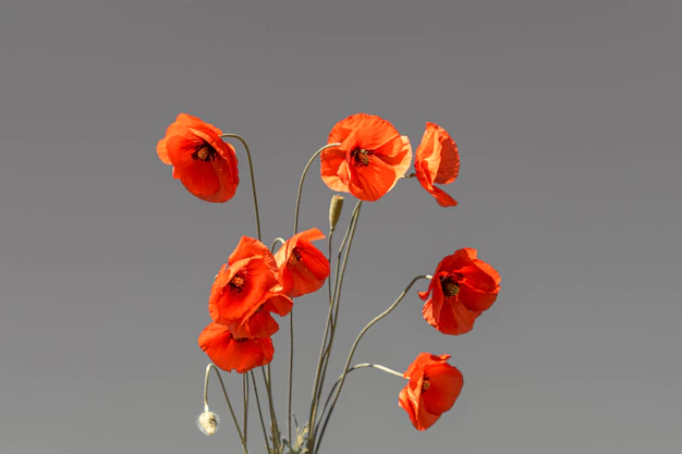Les plantes de guerre