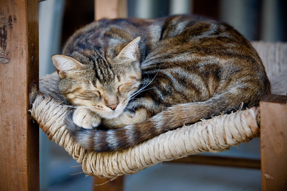 La Valériane, une plante pour votre chat