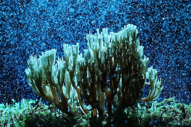 Les plantes toxiques célèbres