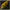 Aneth - fruit