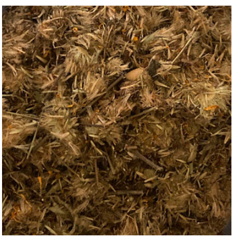 Arnica - fleur
