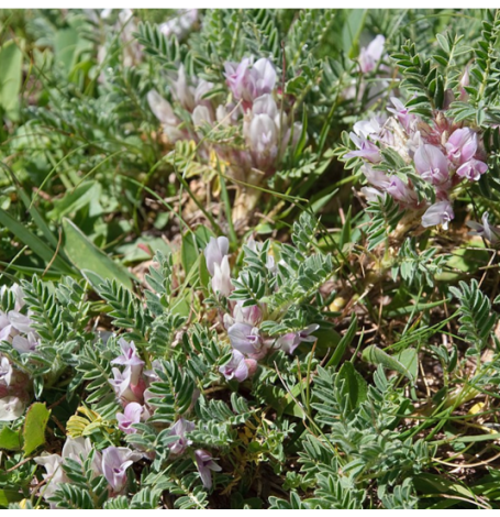 Astragale - racine