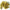 Immortelle des sables - fleur