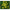 Liveche - feuille