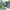 Myrtille - feuille
