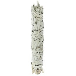 Sauge blanche Fumigation - XL 23 cm