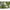 Semence de Sarriette Bio - Sachet de 200 graines