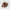 Semences Betterave Rouge "bull's blood" Bio - 6 grammes