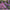 Semences d'Origan Bio - Sachet de 1000 graines