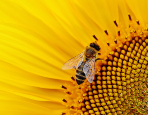 Cire d'abeille et santé : vertus, utilisations, danger